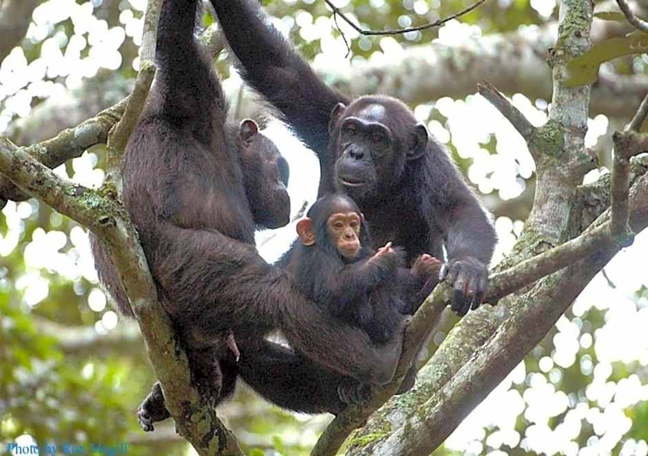 Chimpanzee Lodge