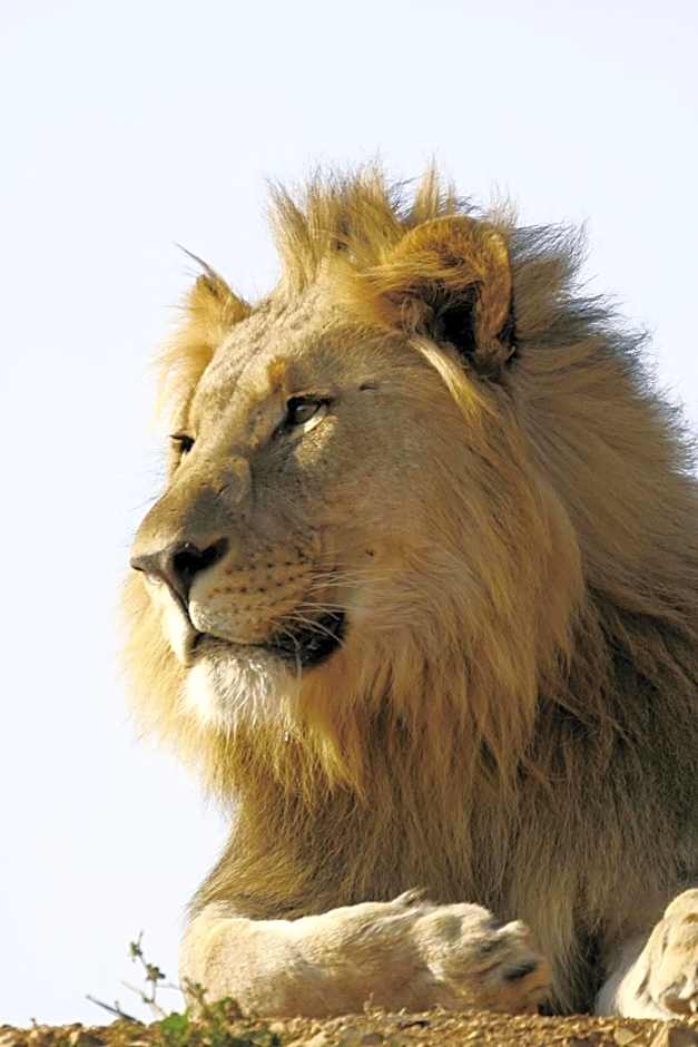 Tuningi Safari Lodge