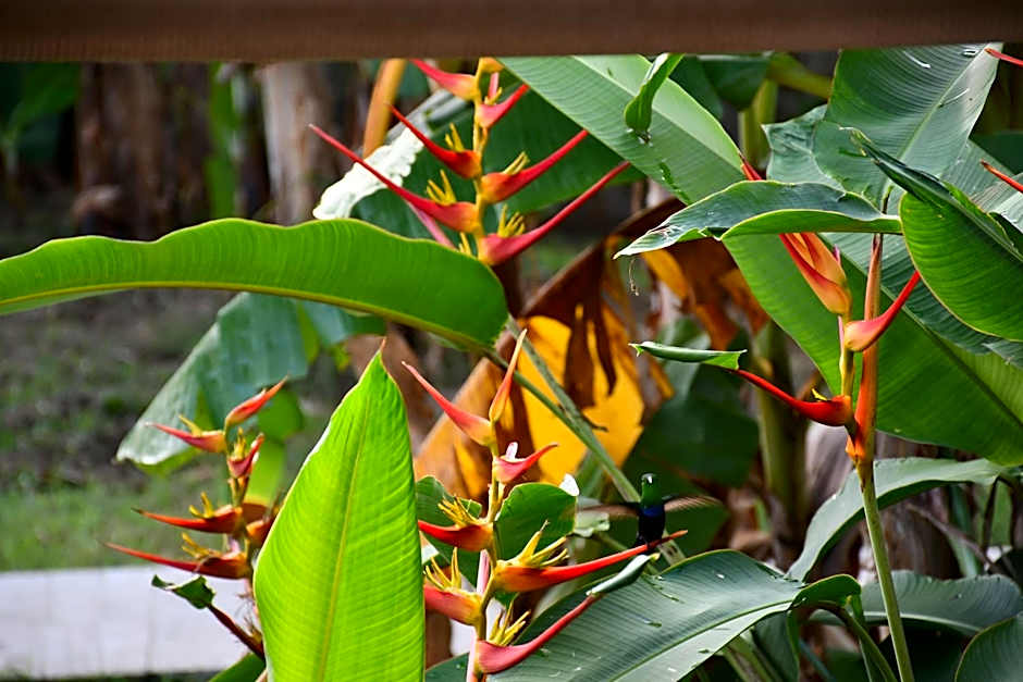 Hôtel Les Bananiers