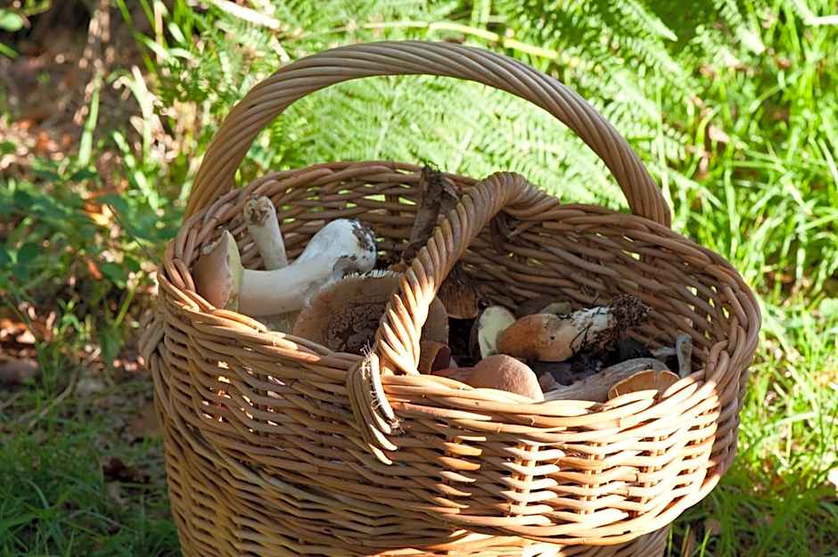 Le Manoir du Lys, The Originals Relais (Relais du Silence)