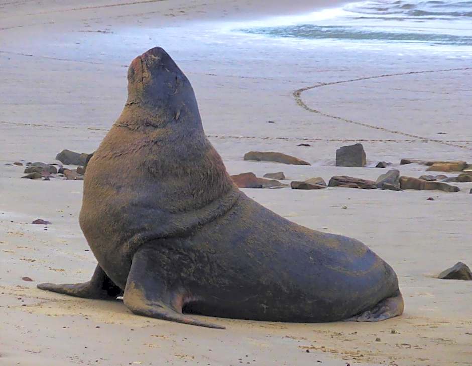Surat Bay Lodge by the Sea/Backpackers Hostel