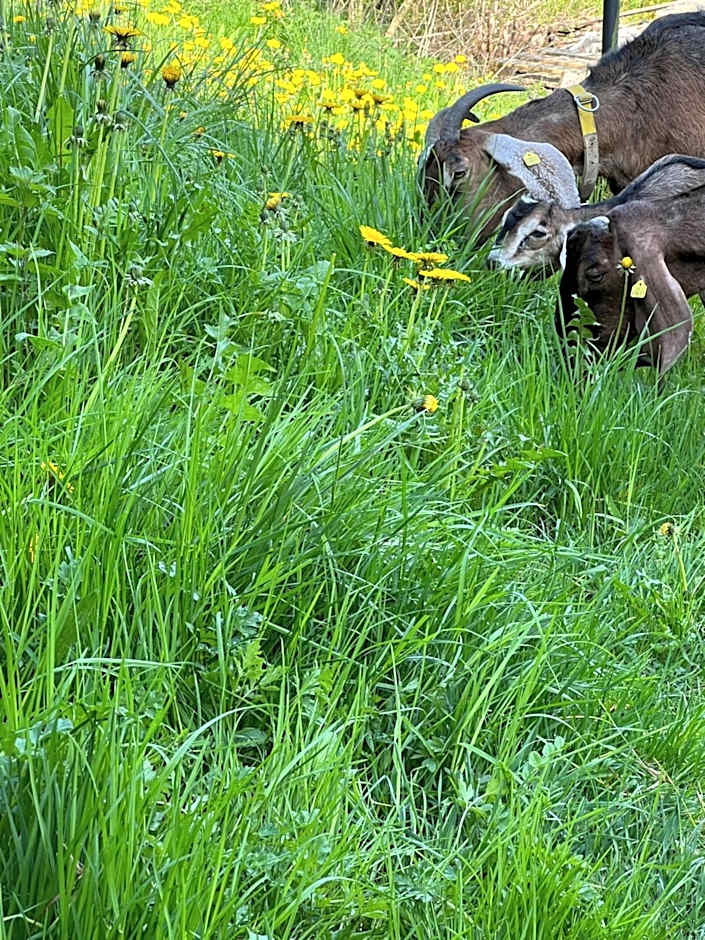 Hotel Hirsch Fluorn Schwarzwald