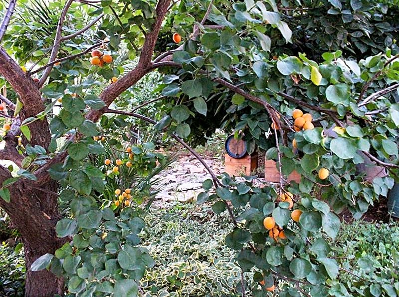 B&B IreneMarchese Gluten Free