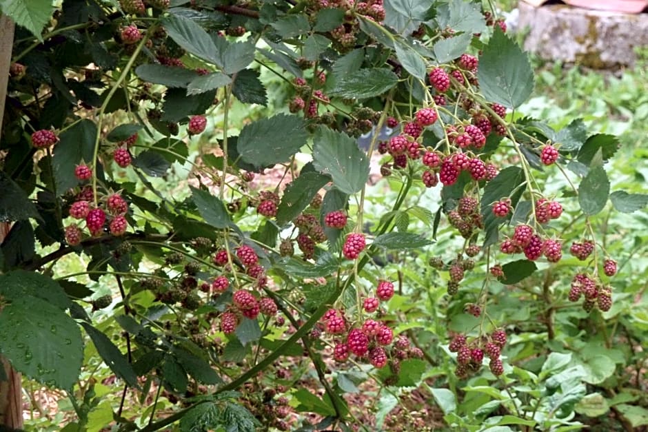 Au Son du Jardin Poitevin