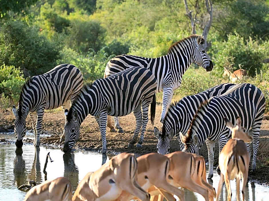 Makumu Private Game Lodge