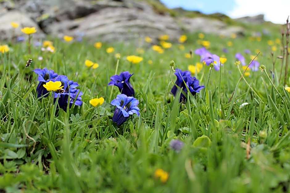 Hotel Miravidi a Cervinia