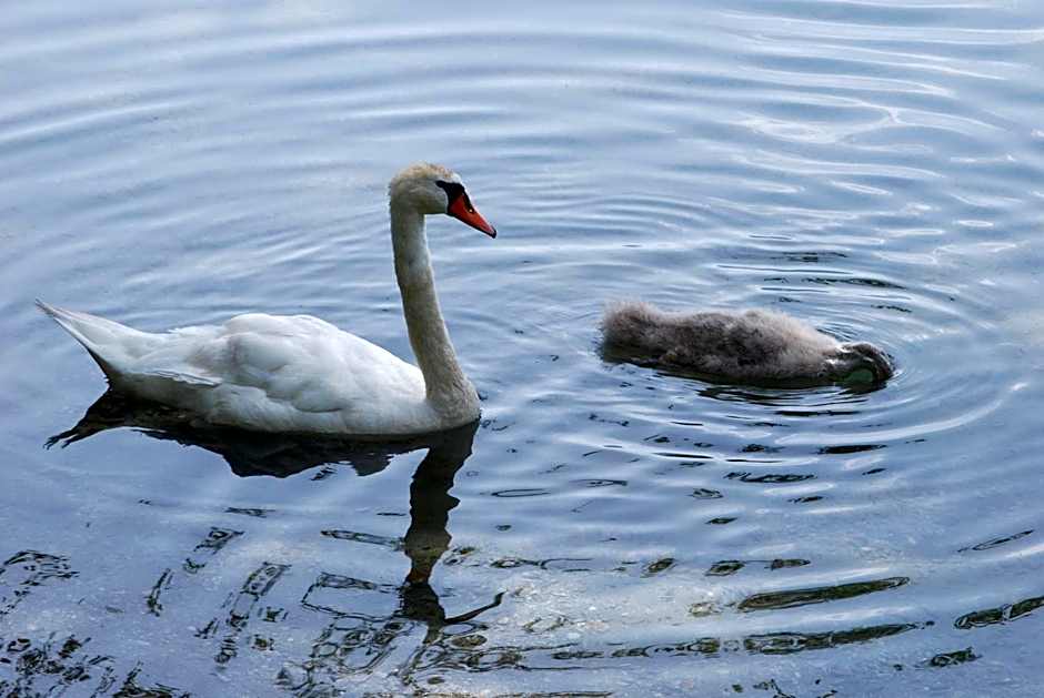 Der Erlhof Restaurant & Landhotel