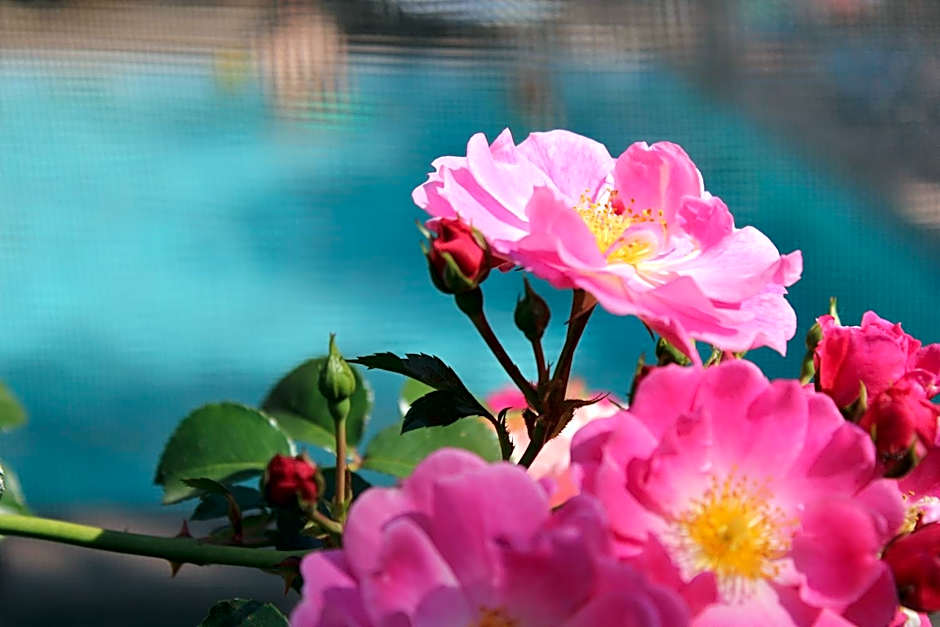 Hôtel Au Pavillon du Frêne