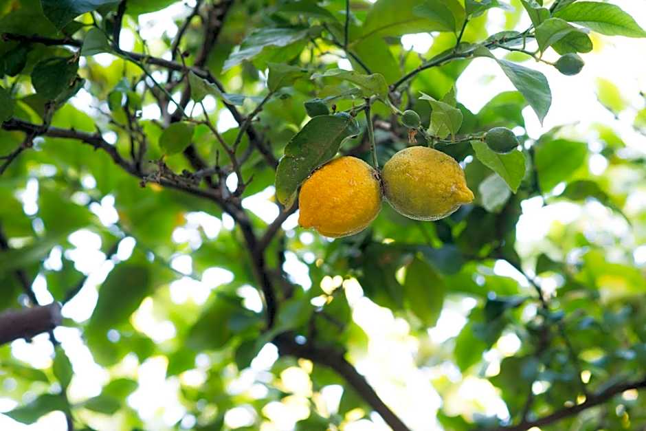 B&B L'Albero Dei Limoni