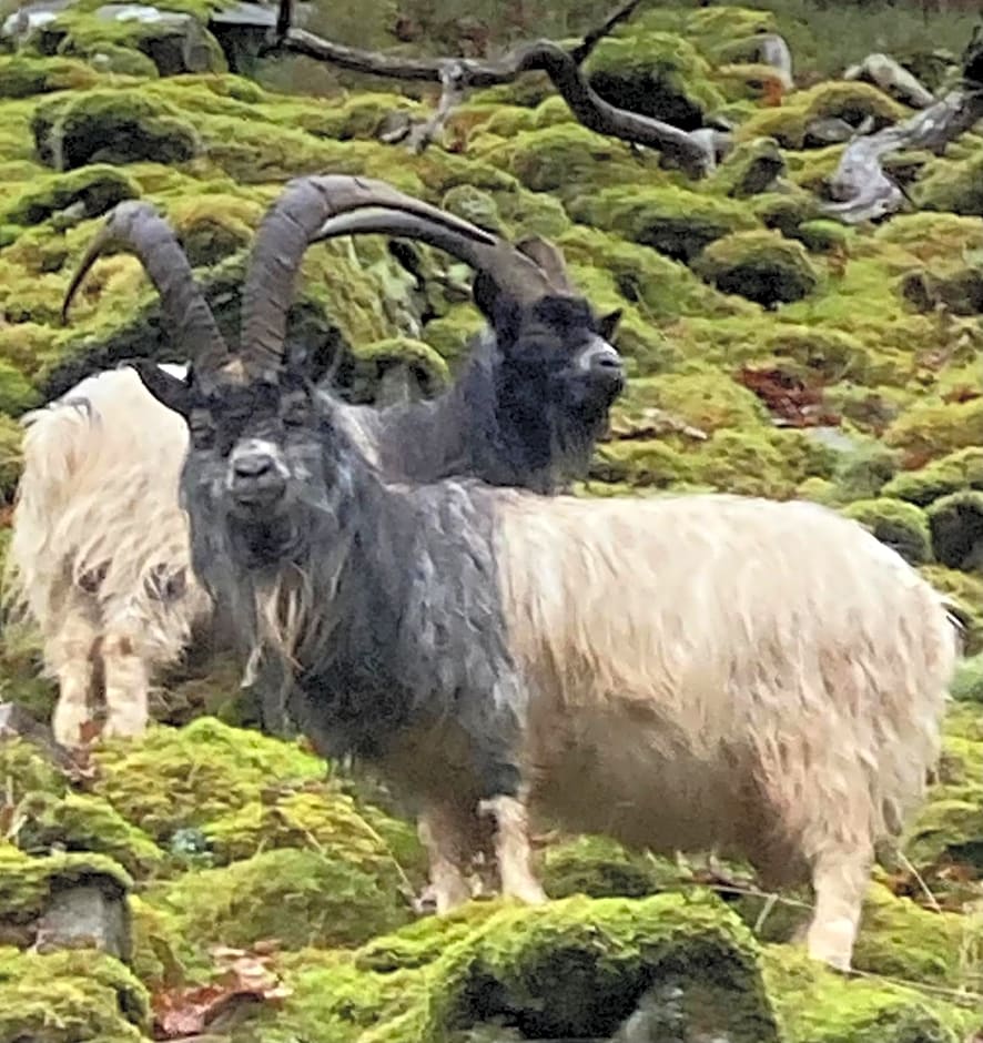 Garth Engan Private Self Contained B&B with Garden Area