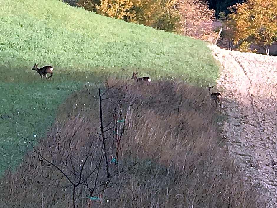 Agriturismo B&B La Cerasa