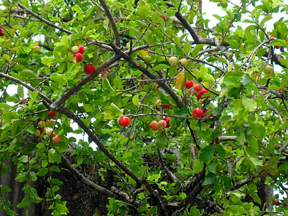 Pousada Dos Cajueiros