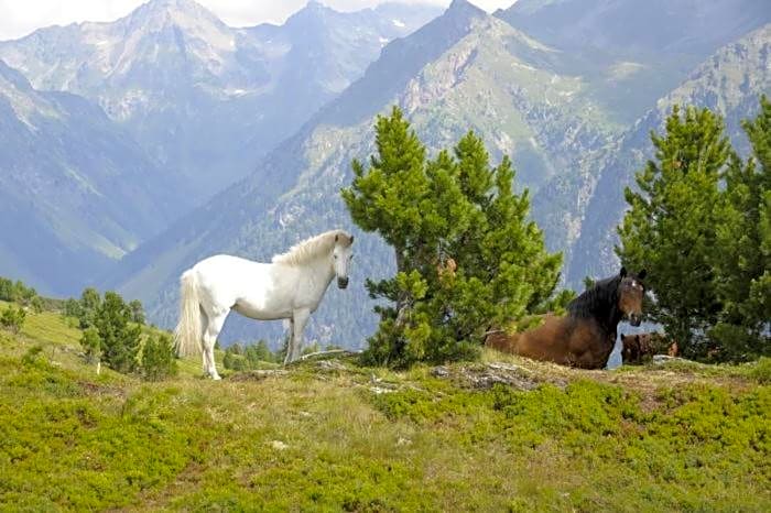 Ferienhütte Hoitahüttl