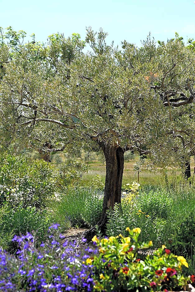 Mas des Olives