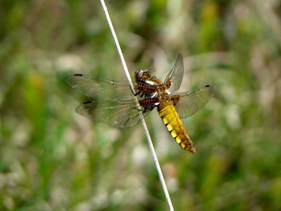 Stichting Veenloopcentrum Weiteveen