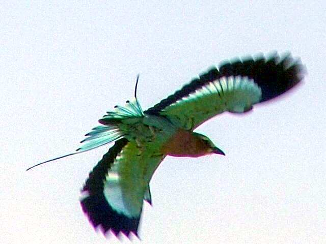 Ditholo Game Lodge Bela Bela