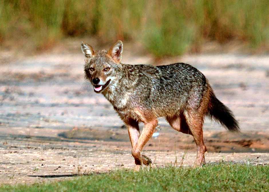 Big Game Yala - by Eco Team