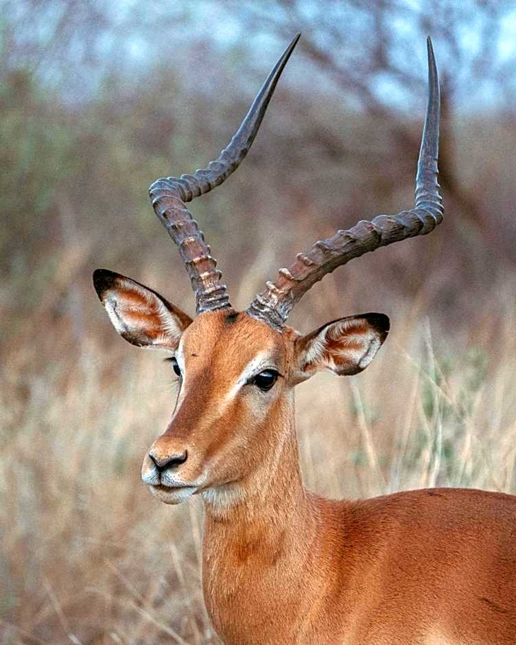 Black Rhino Game Lodge
