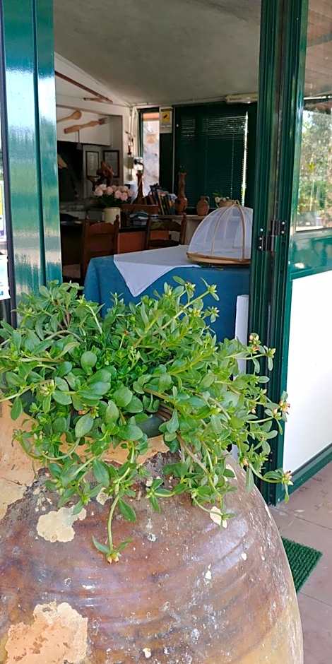 La Piana degli Ulivi