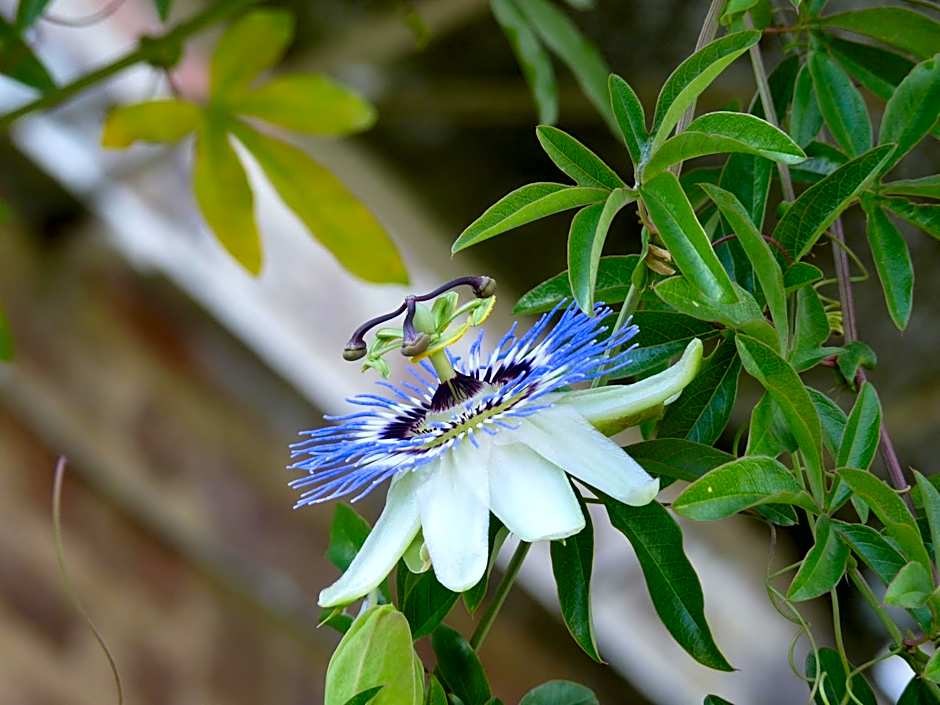 Ô Saveur de l’Instant