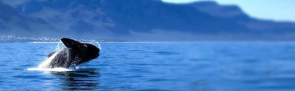 Windsor Self Catering Apartments