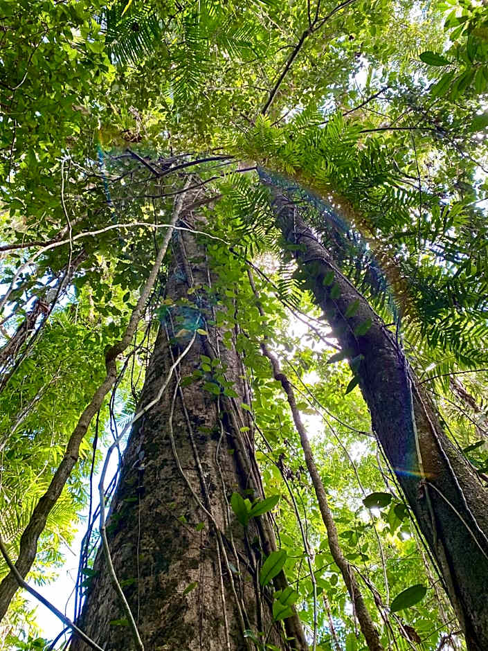 Daintree Siesta