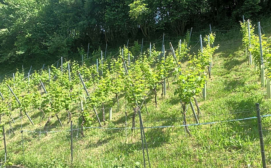 Bed n Breakfast Obermumpf