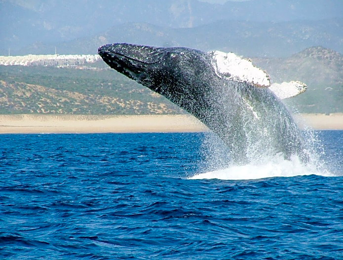 Posada Real Los Cabos
