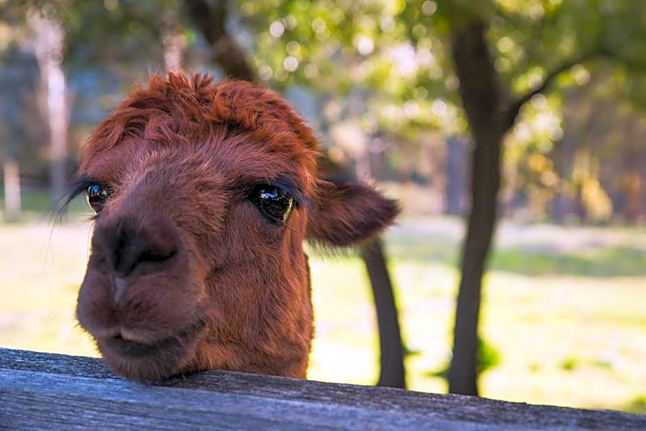 Old Chilli Daylesford