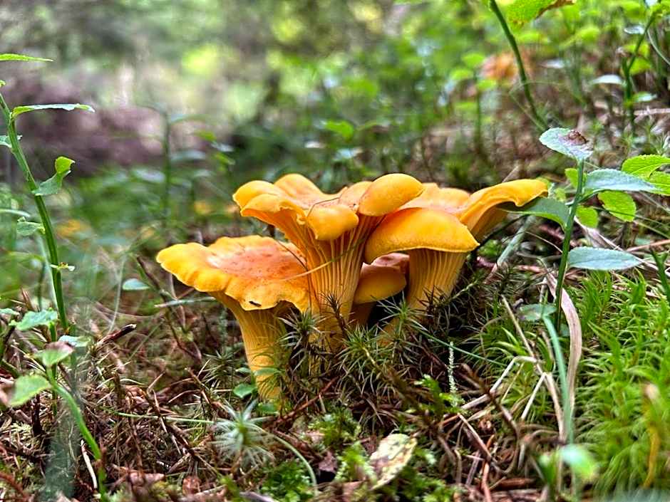 Alpengasthof Gutenbrunn