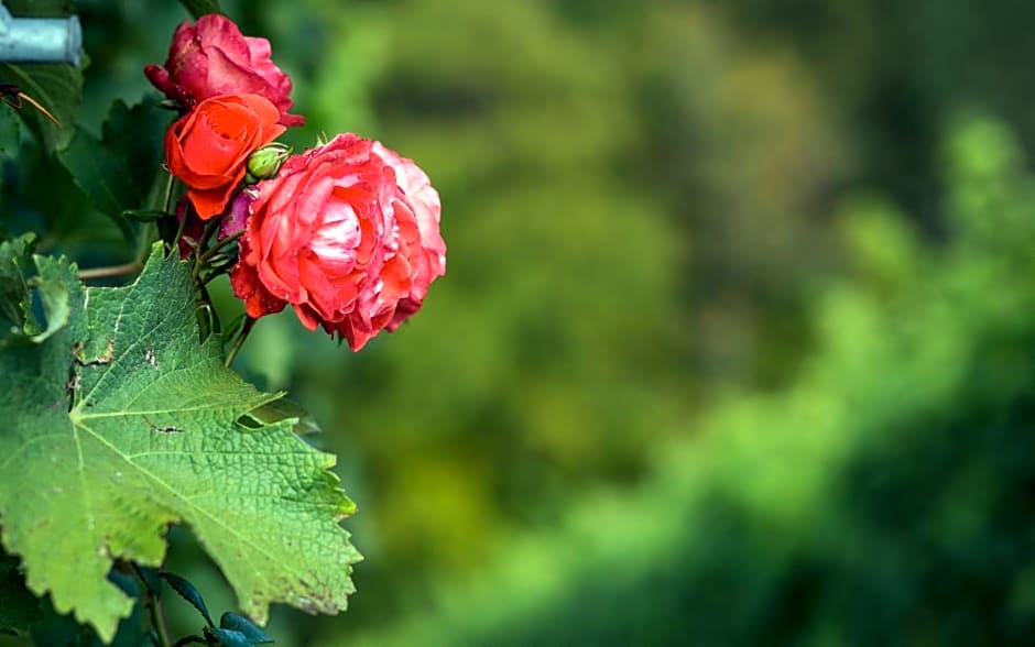 Kitzecker-Weingartenhaus