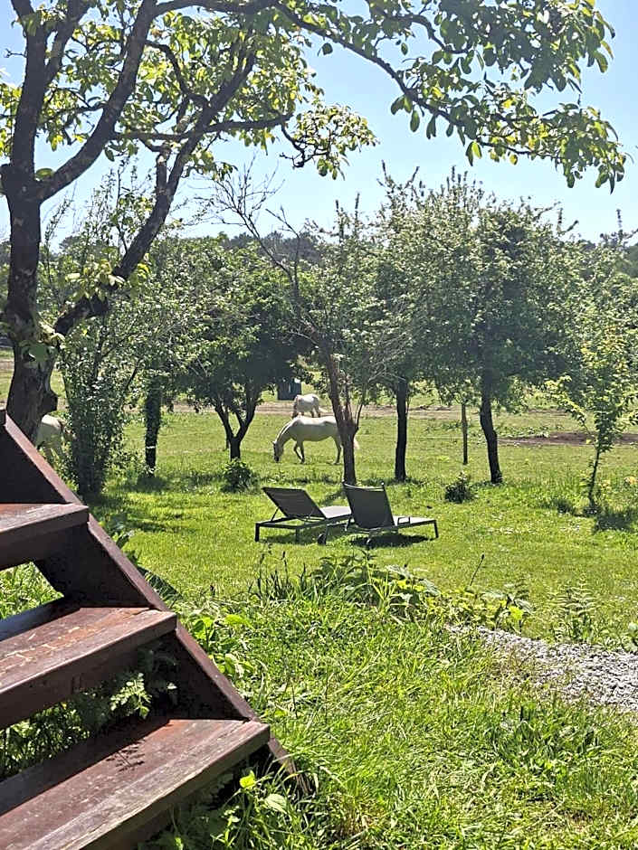 Une roulotte et des chevaux