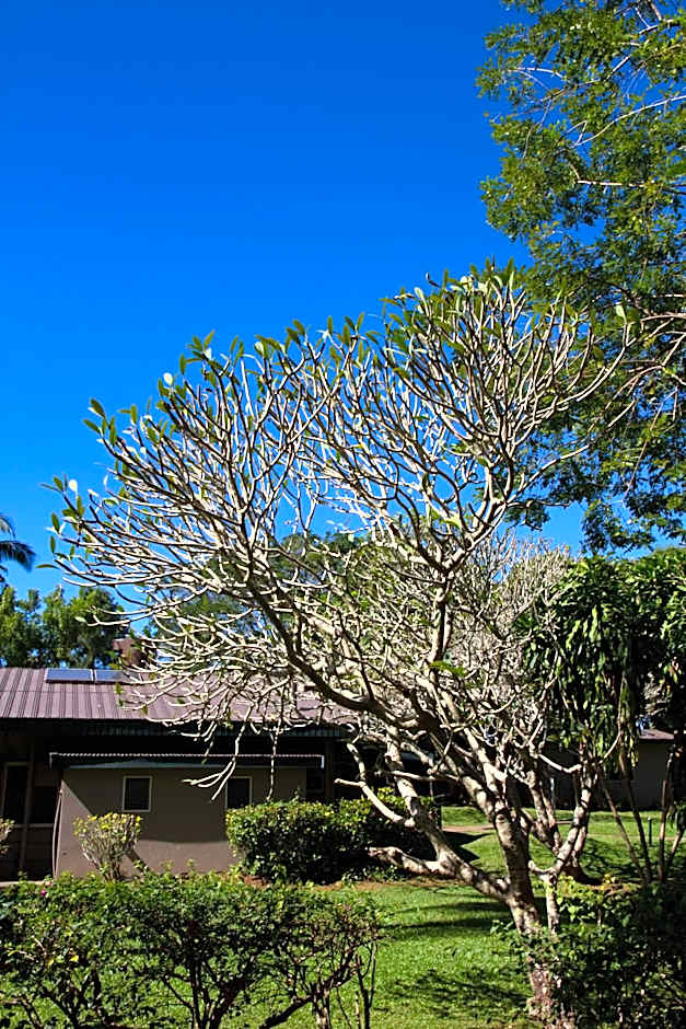 Tanoa Skylodge