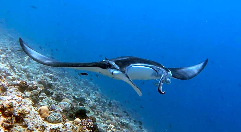 Boutique Beach Guesthouse All Inclusive Diving Hotel