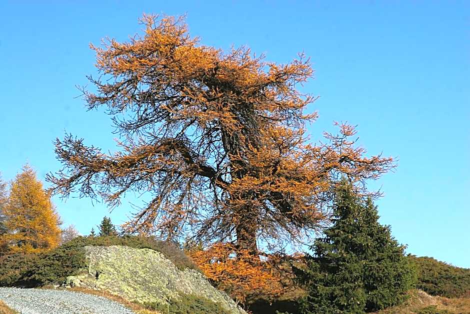 Hotel Bellavista Ftan