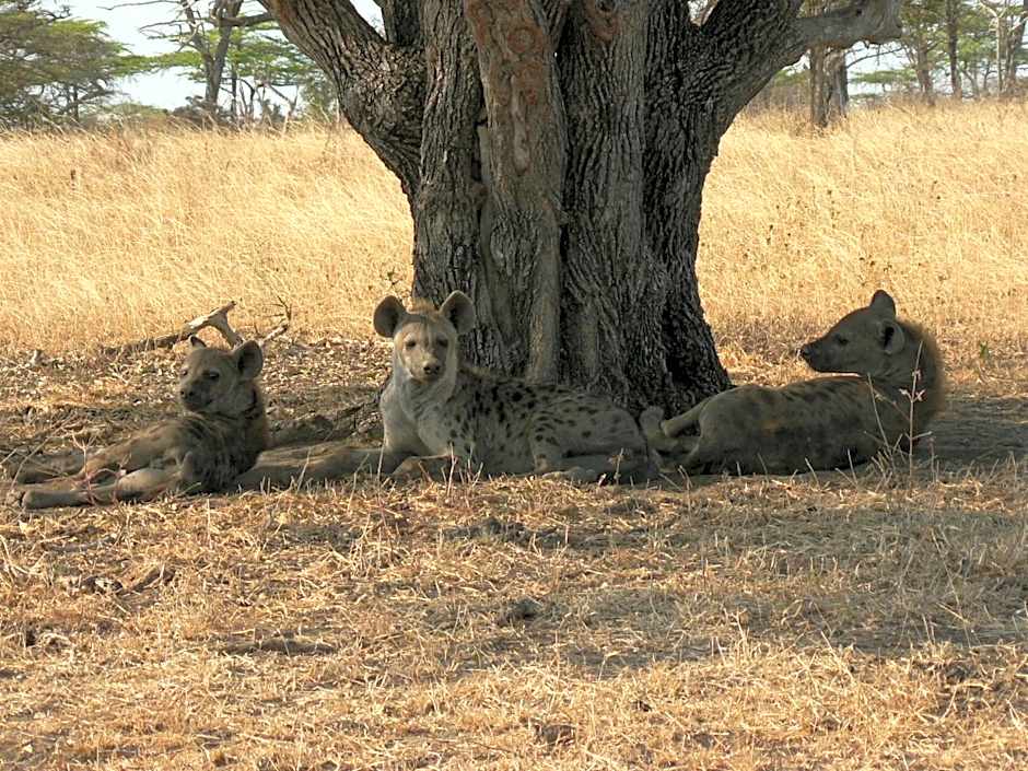Sable Mountain Lodge, A Tent with a View Safaris