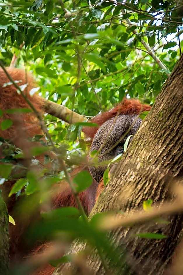 Asim Paris Guesthouse & jungle trekking