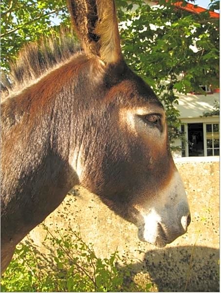 Chambres d'Hôtes Oyhanartia