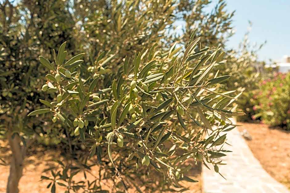 Soros Beach Antiparos