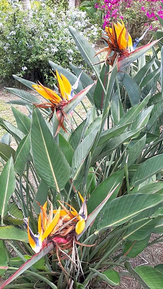 Domaine des Oiseaux Réunion