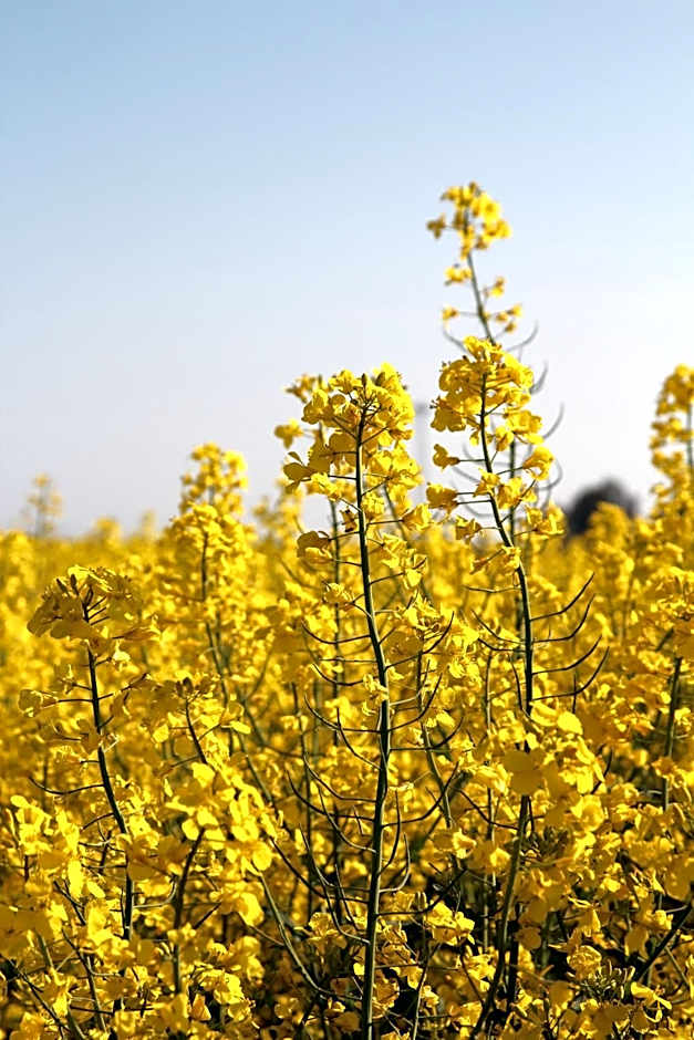 Avalon Hotel Bellevue