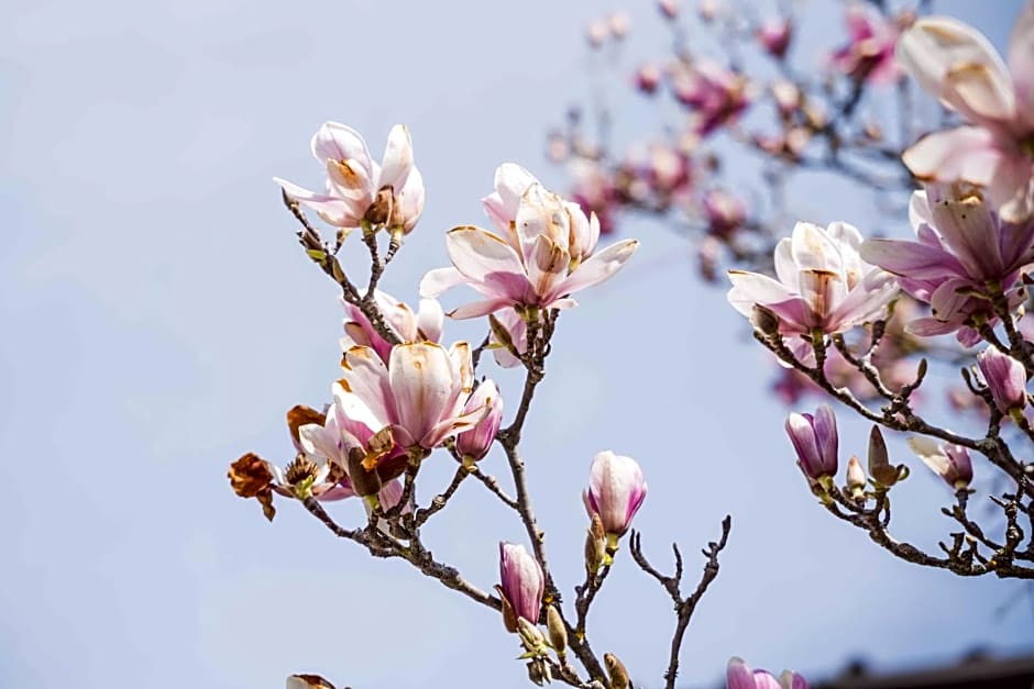 La Magnolia