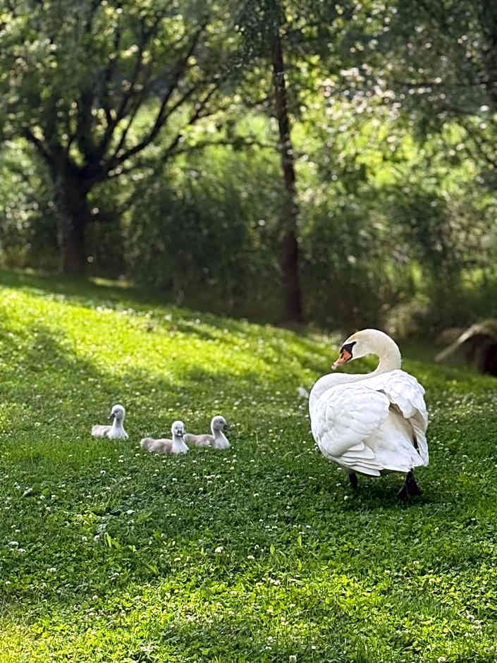 Le Moulin De La Wantzenau - Strasbourg Nord