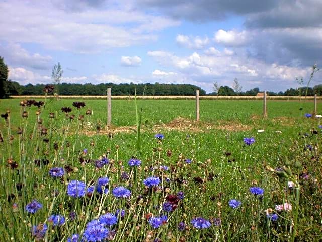 Pipowagen Lidewei Groningen Westerwolde unieke ligging met eigen tuin en vrij uitzicht over veld naar natuurgebied