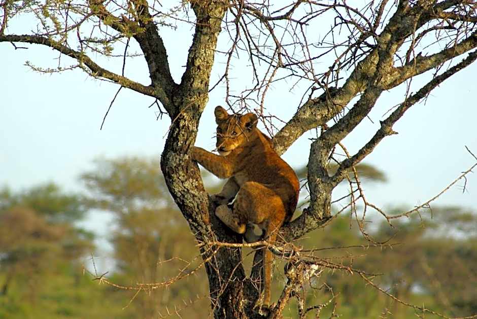 African Sunrise Lodge and Campsite