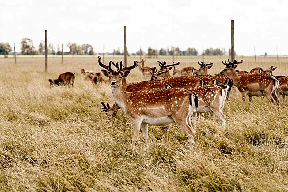 Sodeliškių dvaro sodyba