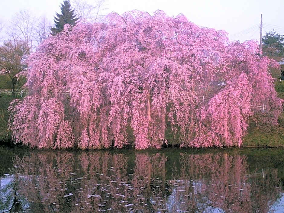 Yamayuri no Yado