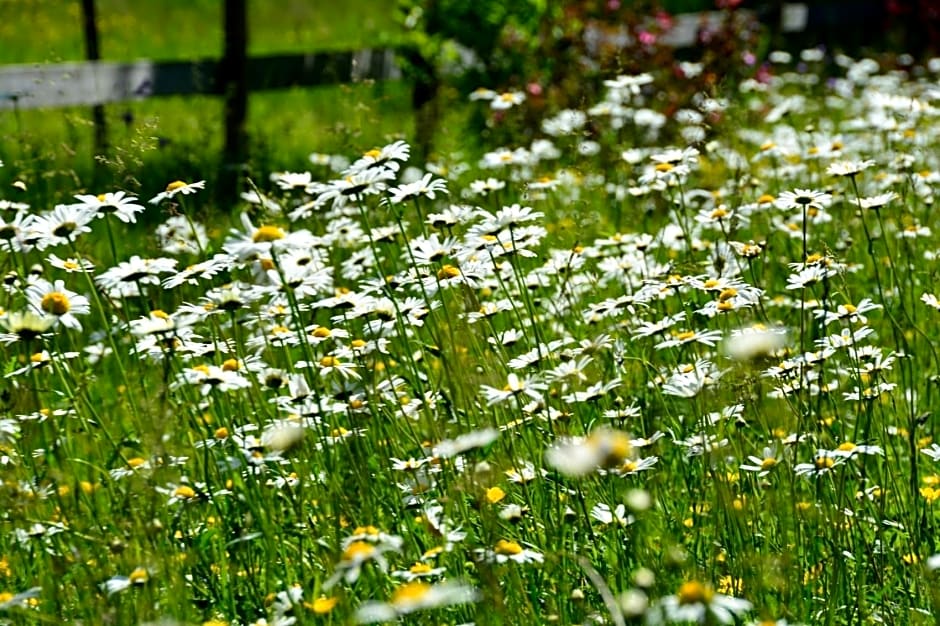 Gästehaus Wild-Schütz