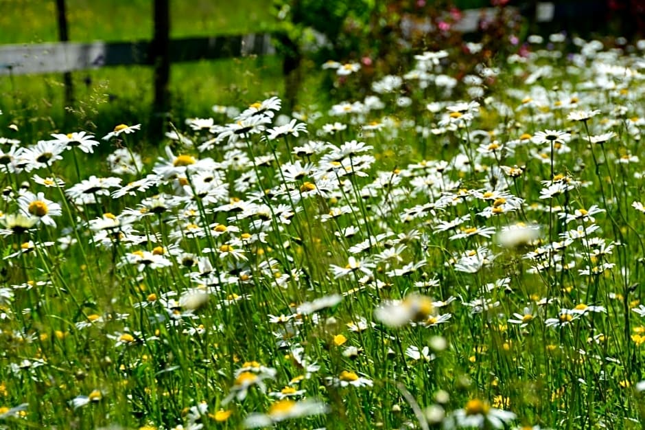 Gästehaus Wild-Schütz