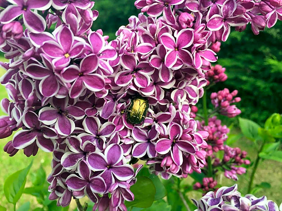 Hosteria La Moraleja